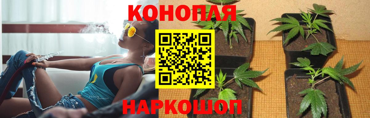 МАРИХУАНА планчик  Вход с VPN  Канабис сатива  Кувандык  Конопля конопля 